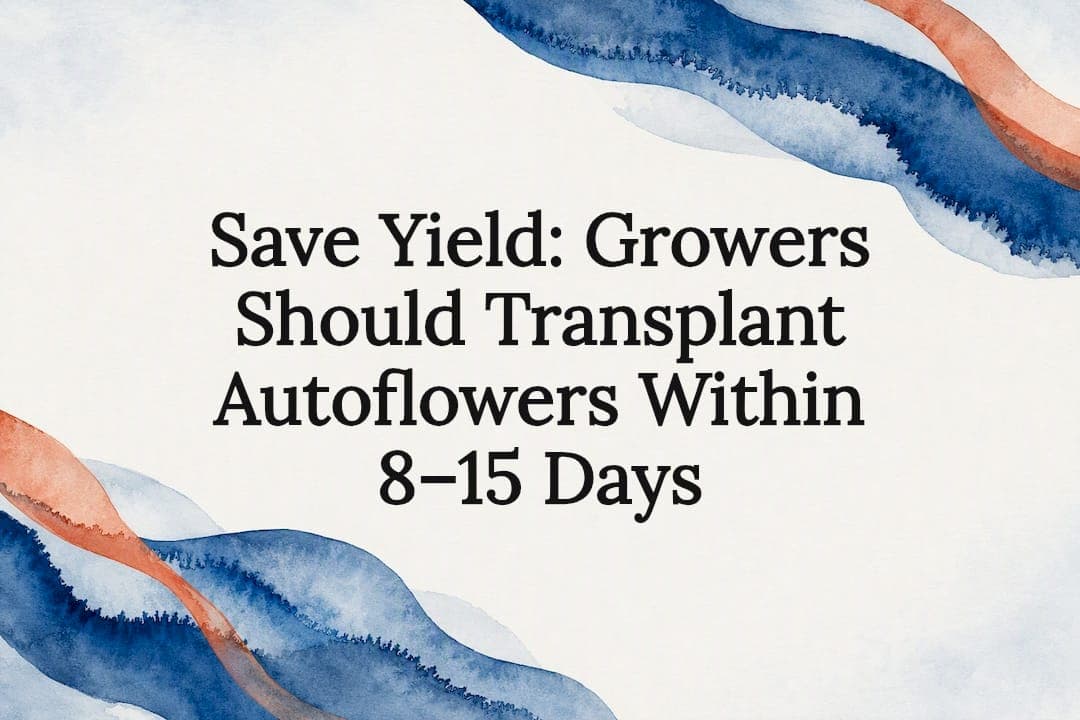 Save Yield: Growers Should Transplant Autoflowers Within 8–15 Days