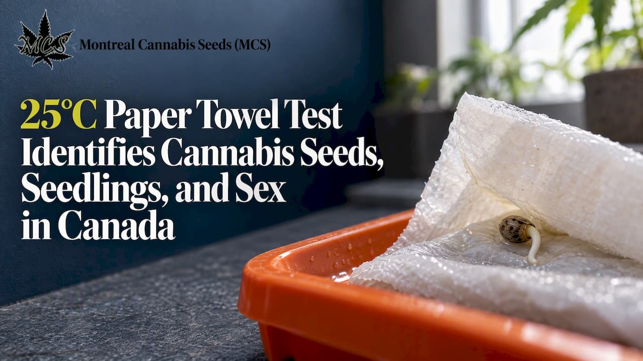 25°C Paper Towel Test Identifies Cannabis Seeds, Seedlings, and Sex in Canada